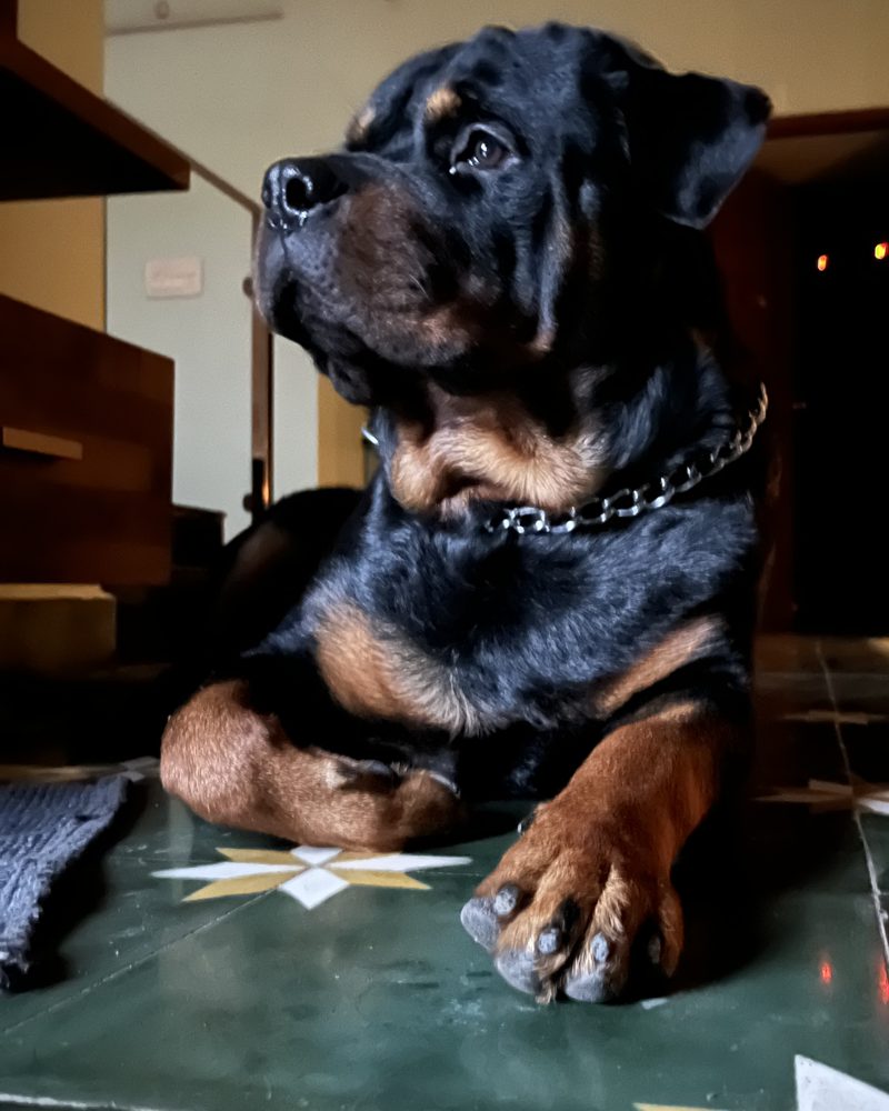 Bairav lying with his head up, watching the room