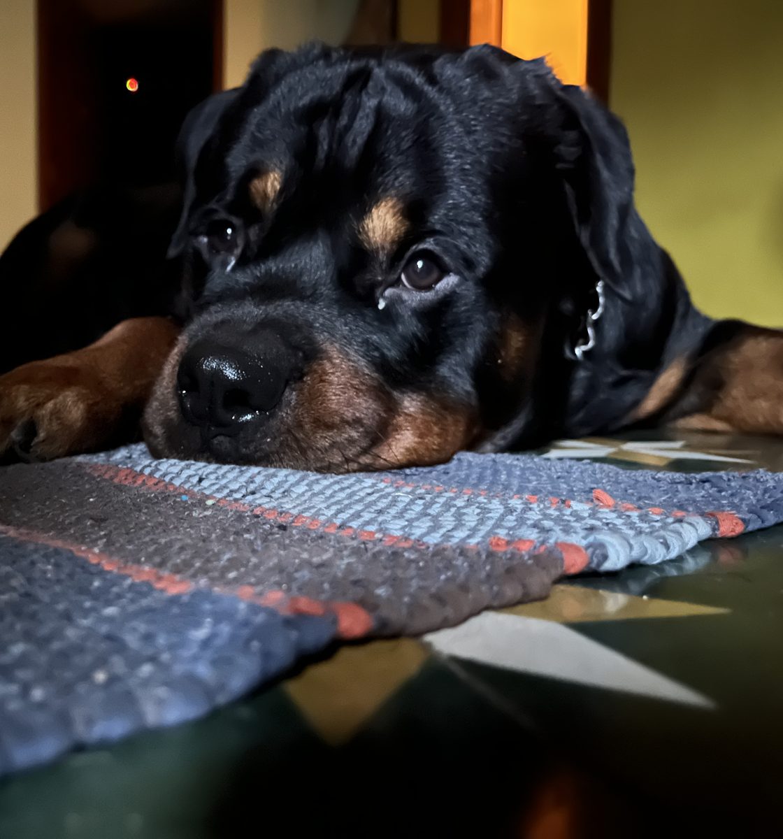 Close-up of Bairav resting his chin on a rug