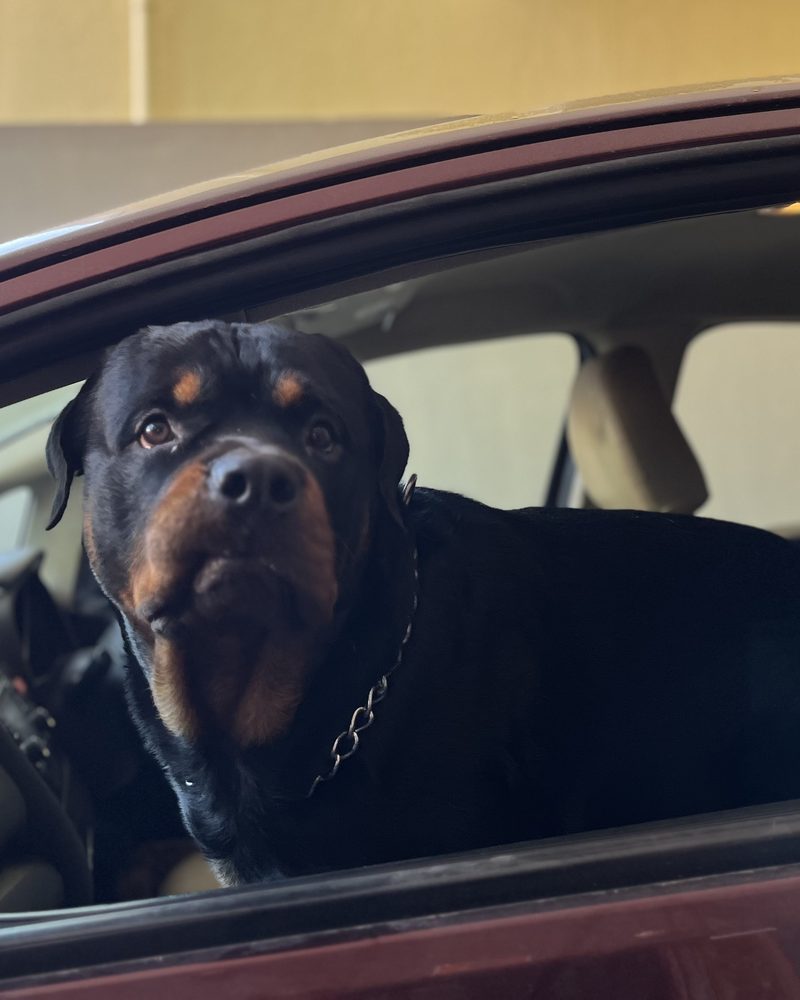 Bairav looking out of a car window
